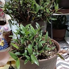 セッコクの画像