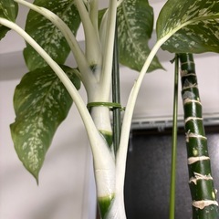 【単品】ディフェンバキア　観葉植物　塊根植物　多肉植物　ビザールプランツ　レアプランツ　ガーデニング　植物　グリーン　趣味　盆栽　葉　花　庭　草　インテリア　おしゃれ　飾り　園芸　の画像