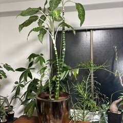 【単品】ディフェンバキア　観葉植物　塊根植物　多肉植物　ビザールプランツ　レアプランツ　ガーデニング　植物　グリーン　趣味　盆栽　葉　花　庭　草　インテリア　おしゃれ　飾り　園芸　の画像