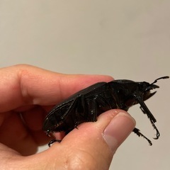 NESiA900♀（56.0㎜）単品オオクワガタ大型血統の画像