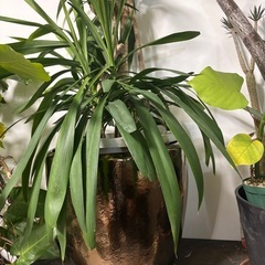 【単品】　コルジリネ　ストリクタ　観葉植物　塊根植物　多肉植物　ビザールプランツ　レアプランツ　ガーデニング　植物　グリーン　趣味　盆栽　葉　花　庭　草　インテリア　おしゃれ　飾り　園芸　の画像