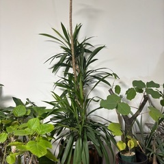 【単品】　コルジリネ　ストリクタ　観葉植物　塊根植物　多肉植物　ビザールプランツ　レアプランツ　ガーデニング　植物　グリーン　趣味　盆栽　葉　花　庭　草　インテリア　おしゃれ　飾り　園芸　の画像