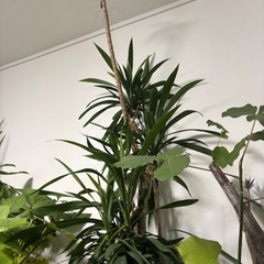 【単品】　コルジリネ　ストリクタ　観葉植物　塊根植物　多肉植物　ビザールプランツ　レアプランツ　ガーデニング　植物　グリーン　趣味　盆栽　葉　花　庭　草　インテリア　おしゃれ　飾り　園芸　の画像