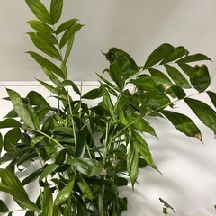【単品】チャメドレアヤシ　ヤシ　観葉植物　塊根植物　多肉植物　ビザールプランツ　レアプランツ　ガーデニング　植物　グリーン　趣味　盆栽　葉　花　庭　草　インテリア　おしゃれ　飾り　園芸　の画像