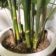 【単品】チャメドレアヤシ　ヤシ　観葉植物　塊根植物　多肉植物　ビザールプランツ　レアプランツ　ガーデニング　植物　グリーン　趣味　盆栽　葉　花　庭　草　インテリア　おしゃれ　飾り　園芸　の画像