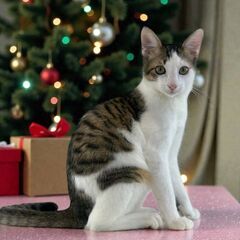 12月20日（土）🎅🏼🌲☄️三鷹で猫の譲渡会🎅🏼🌲☄️　キ…