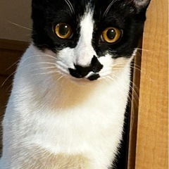 遊ぶの大好き🩷猫大好きで元気いっぱい【7ヶ月オス】