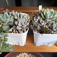 多肉植物　
の画像