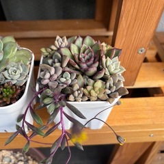 多肉植物　
の画像