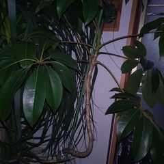 ツピタンサスの画像