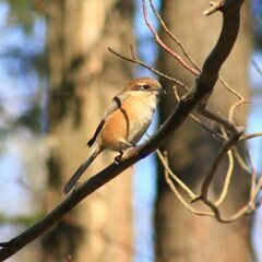 Lumix DMC-FZ18 世界一のライカレンズ採用　18倍ズーム（28~504mm) 銘機は何年經っても銘機です。の画像