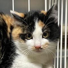 可愛いメス猫ちゃん生後2ヶ月半