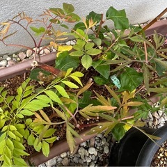 園芸好きな方に…挿し木苗等の画像