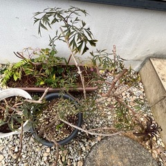 園芸好きな方に…挿し木苗等の画像