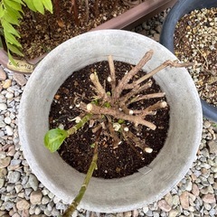 園芸好きな方に…挿し木苗等の画像