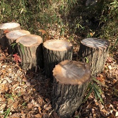 丸太の椅子等にの画像