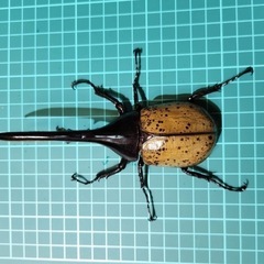 ヘラクレスオオカブト　141mm♂の画像