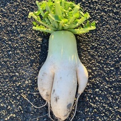 B級大根の画像
