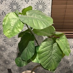 観葉植物フェイクと鉢の画像