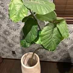 観葉植物フェイクと鉢の画像