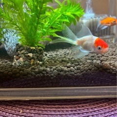 🐠金魚多種🏮の画像