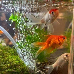 🐠金魚多種🏮の画像