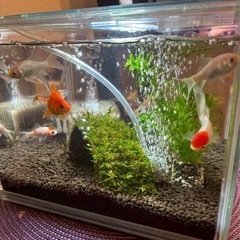 🐠金魚多種🏮の画像