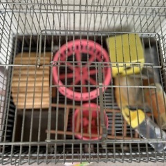 ハムスターゲージ
の画像