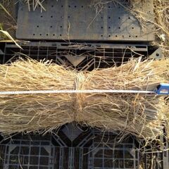 無農薬の稲わら　藁　ワラの画像