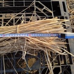 無農薬の稲わら　藁　ワラの画像