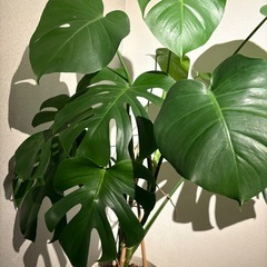 モンステラの画像