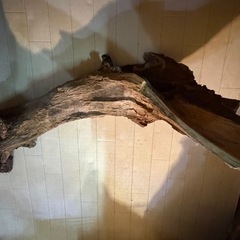 天然流木80cm（熱湯処理済み）の画像