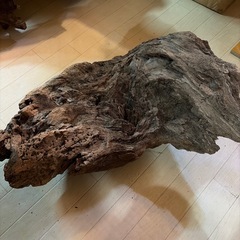 流木55cm（熱湯処理済み）の画像
