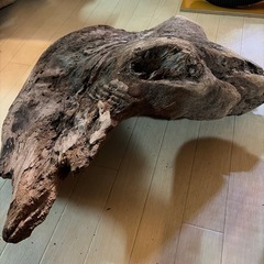 流木55cm（熱湯処理済み）の画像