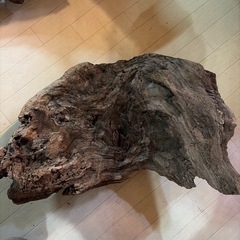 流木55cm（熱湯処理済み）の画像