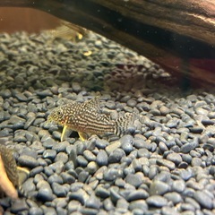 コリドラス　ステルバイ　3匹