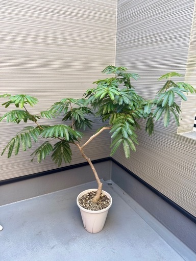 観葉植物
密葉ネムノキ鉢植え