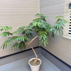 密葉ネムノキ鉢植えの画像