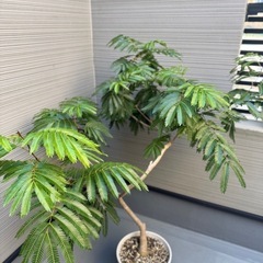 密葉ネムノキ鉢植えの画像