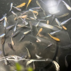 メダカの画像