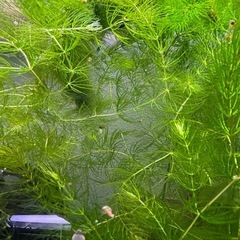 水草、マツモ、アナカリス、ミナミヌマエビ、セット の画像