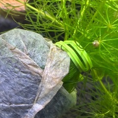 水草、マツモ、アナカリス、ミナミヌマエビ、セット の画像