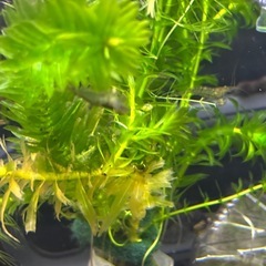 水草、マツモ、アナカリス、ミナミヌマエビ、セット の画像