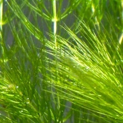 水草、マツモ、アナカリス、ミナミヌマエビ、セット の画像