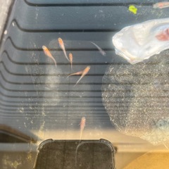 メダカの画像
