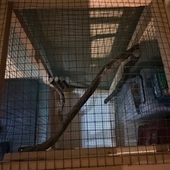 自作木製ゲージの画像