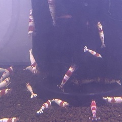 レッドビーシュリンプ10匹　水槽セットの画像