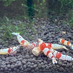 レッドビーシュリンプ10匹　水槽セットの画像