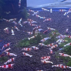 レッドビーシュリンプ10匹　水槽セットの画像