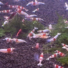 レッドビーシュリンプ10匹　水槽セットの画像